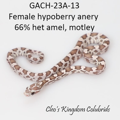 Corn snakes sales for sale online